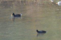 Fulica rufifrons