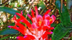 Billbergia pyramidalis