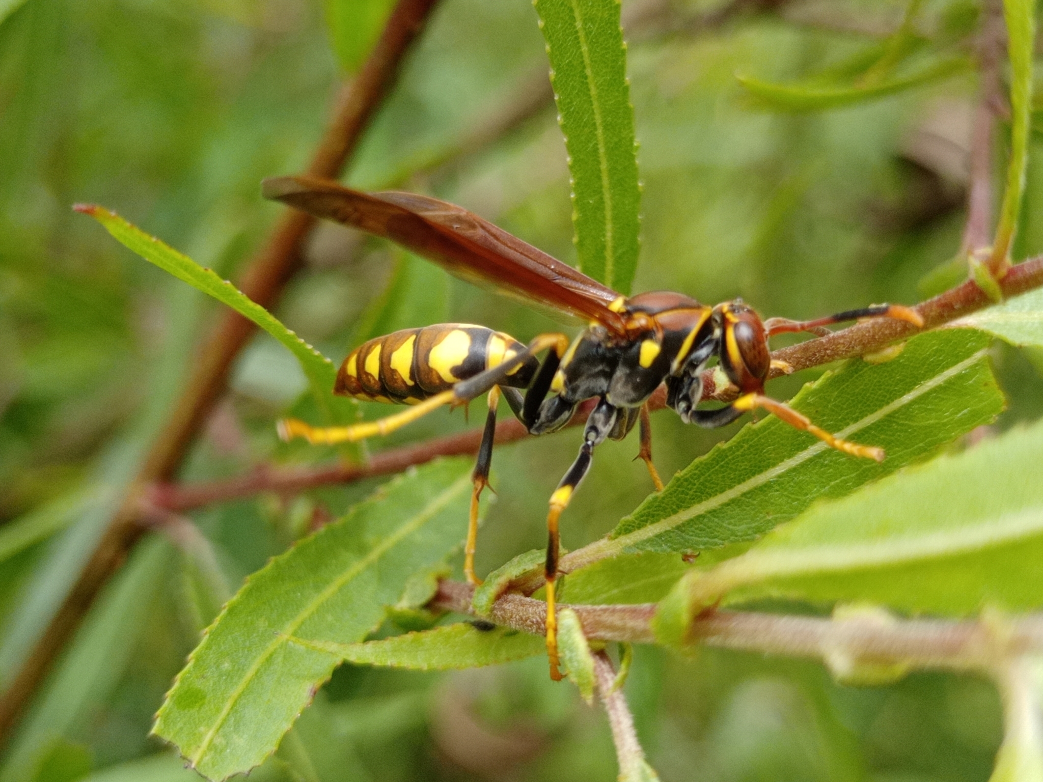 Eumenidae image