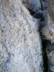 Roccellina hypomecha