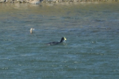 Fulica armillata