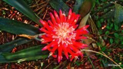 Billbergia pyramidalis