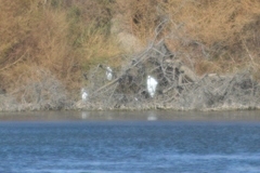 Egretta thula