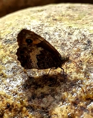 Hipparchia neomiris