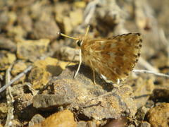 Agyllia asterodia