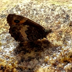 Hipparchia neomiris