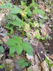 Vicia oroboides