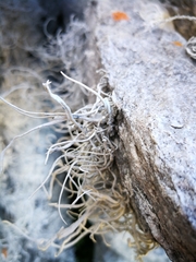 Roccellina hypomecha