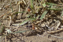 Formicidae