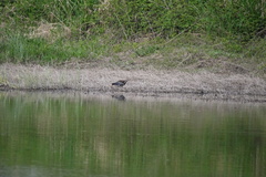 Gallinula chloropus