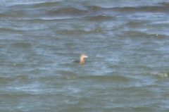 Podilymbus podiceps