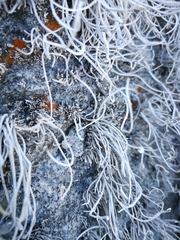 Roccellina hypomecha