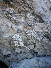 Roccellina hypomecha