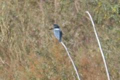 Megaceryle torquata