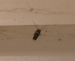 Mompha subbistrigella