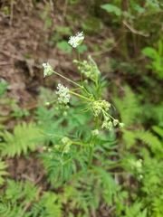 Anthriscus sylvestris