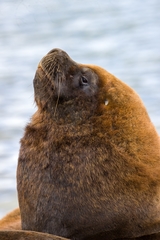 Otaria byronia