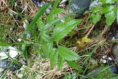 Angelica genuflexa