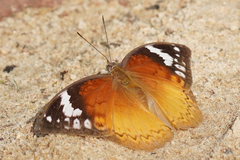 Bebearia orientis malawiensis