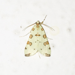 Conchylodes octonalis