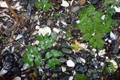 Angelica genuflexa