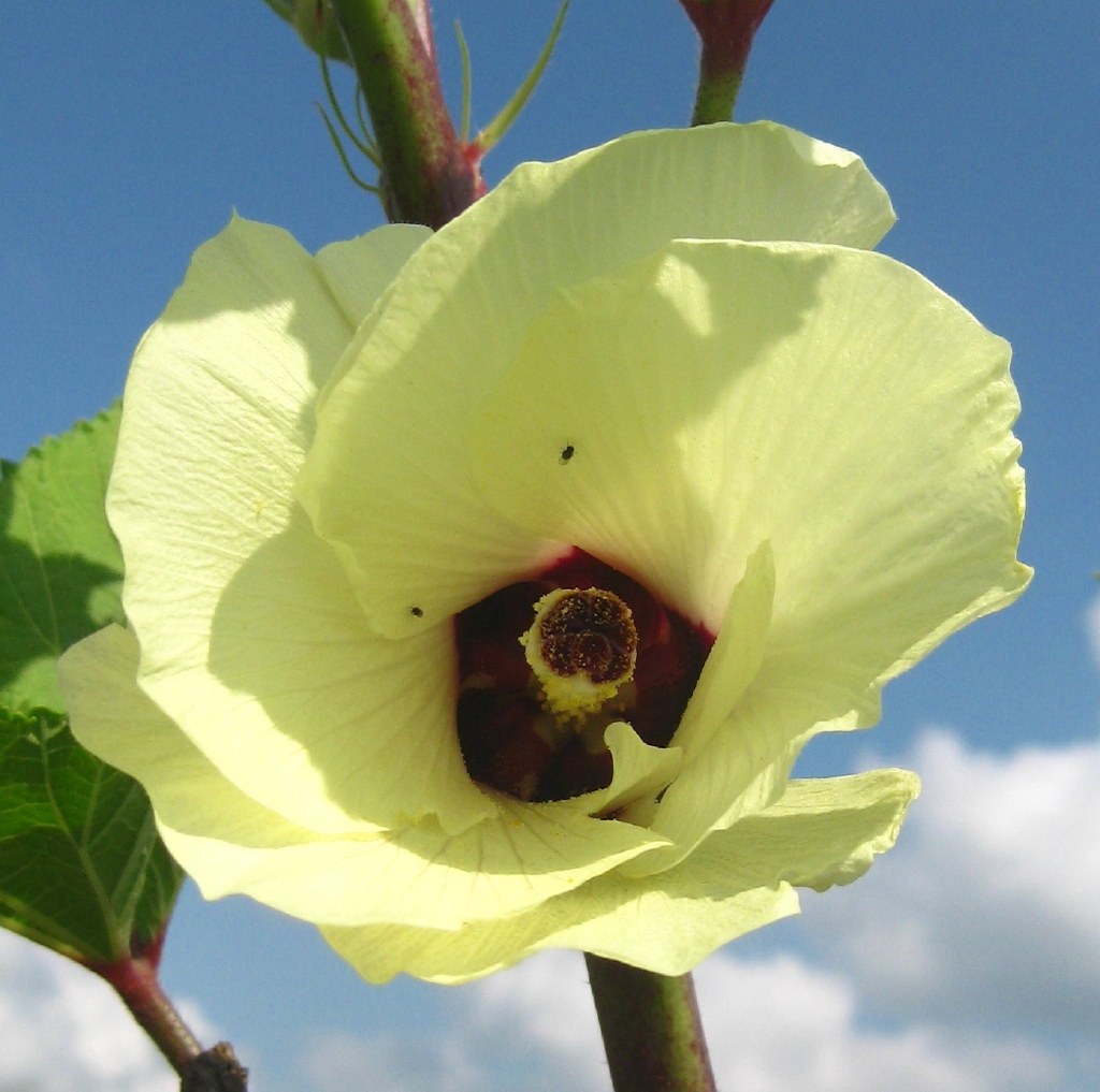 Abelmoschus