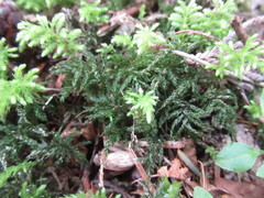 Leucolepis
