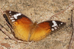 Bebearia orientis malawiensis