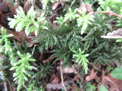Leucolepis