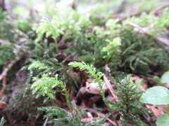 Leucolepis