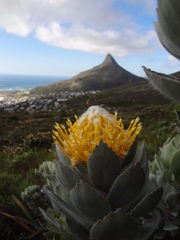 Leucospermum conocarpodendron conocarpodendron