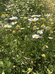 Anthemis chia