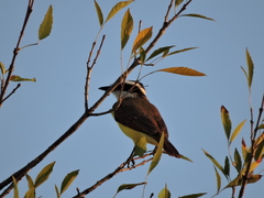 Pitangus sulphuratus