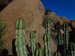 Euphorbia virosa virosa