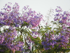Leucolia violiceps