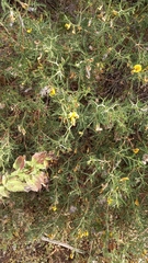 Adesmia miraflorensis