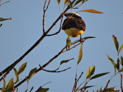 Pitangus sulphuratus