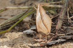 Bebearia orientis malawiensis