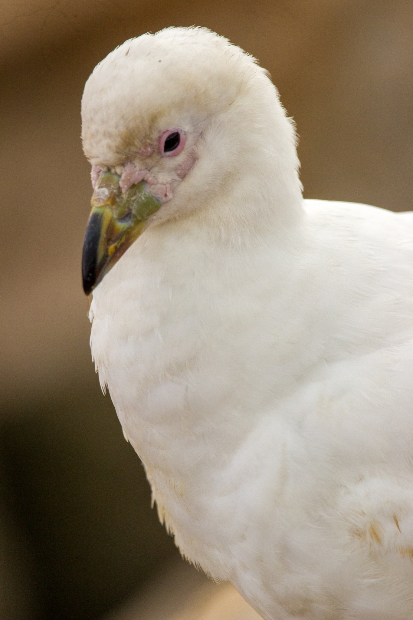 Snowy Sheathbill (Chionis albus)