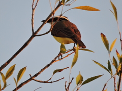 Pitangus sulphuratus