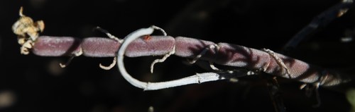 Image of Mesembryanthemum geniculiflorum by (c) Tony Rebelo, some rights reserved (CC BY-SA)