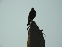 Turdus rufopalliatus