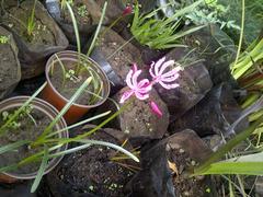 Nerine humilis
