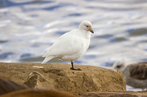 Snowy Sheathbill