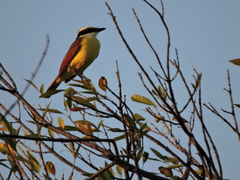 Pitangus sulphuratus