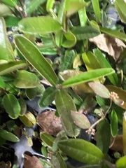 Capparis cynophallophora