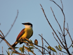 Pitangus sulphuratus