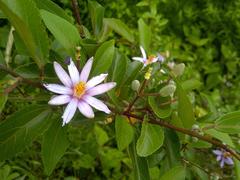 Grewia occidentalis occidentalis