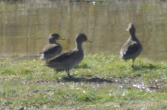 Anas flavirostris