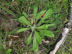 Pilosella aurantiaca